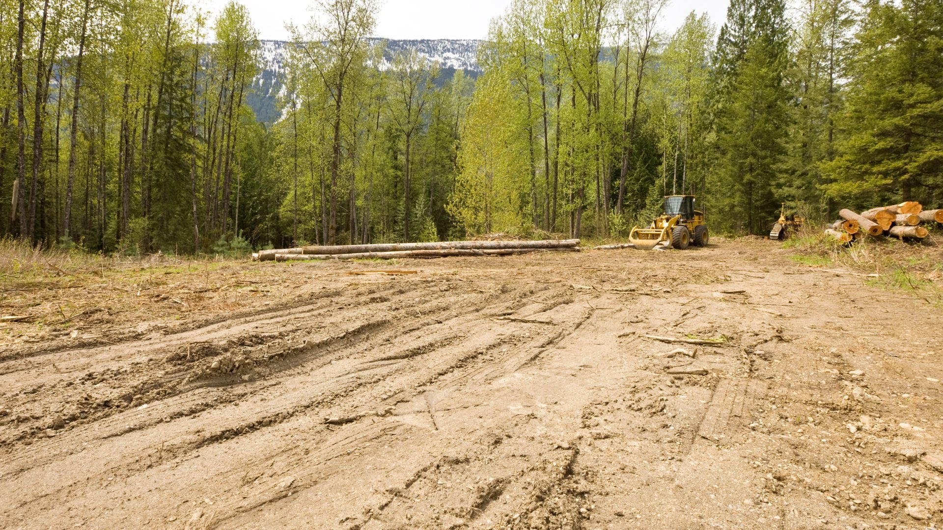 Logging site with yellow machinery and felled trees in forest clearing